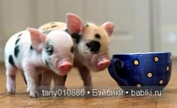 Забавные хрюшки — Интересное и необычное: фотоподборки