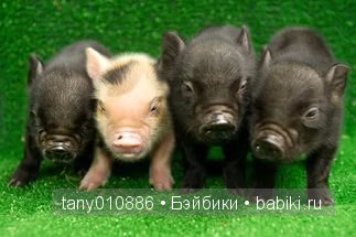Забавные хрюшки — Интересное и необычное: фотоподборки (фото 9)