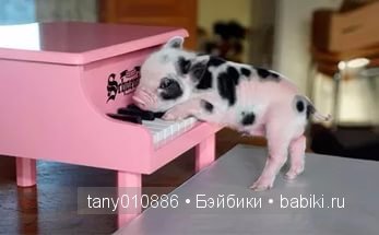 Забавные хрюшки — Интересное и необычное: фотоподборки