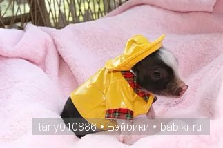 Забавные хрюшки — Интересное и необычное: фотоподборки (фото 4)