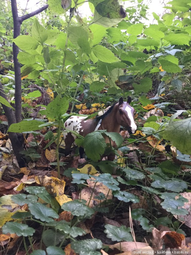Конная прогулка в осеннем лесу и немного предыстории (фото 6)
