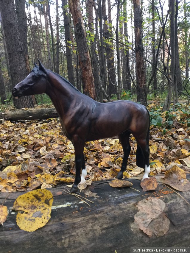 Конная прогулка в осеннем лесу и немного предыстории (фото 3)