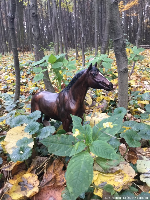 Конная прогулка в осеннем лесу и немного предыстории (фото 7)