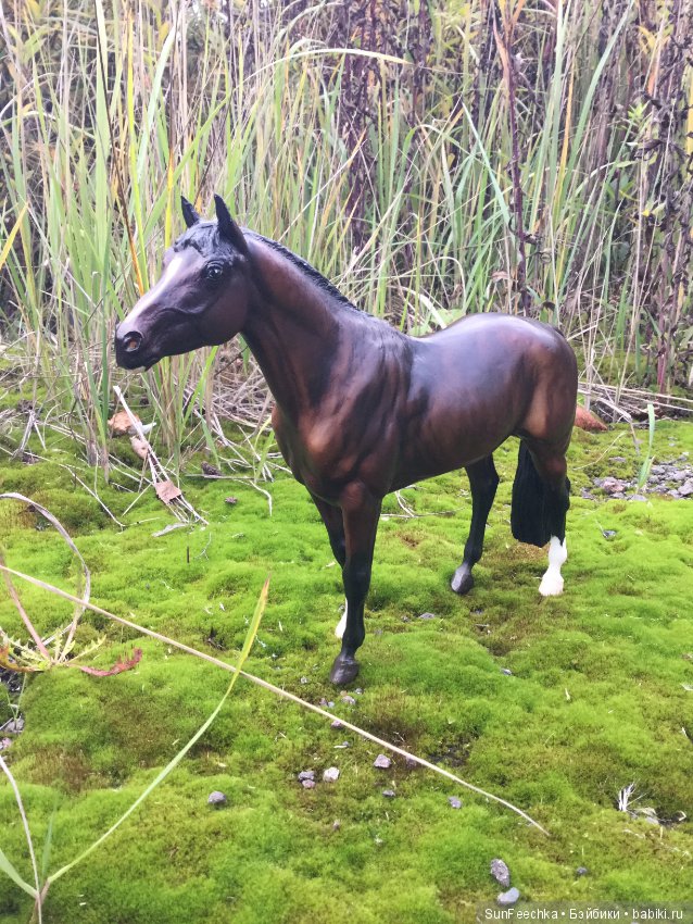 Конная прогулка в осеннем лесу и немного предыстории (фото 10)