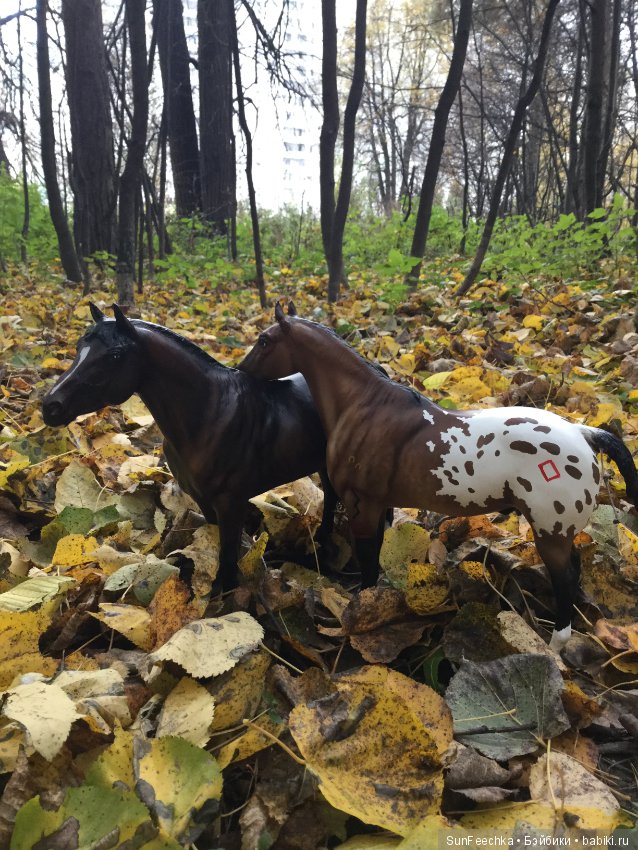 Конная прогулка в осеннем лесу и немного предыстории (фото 5)