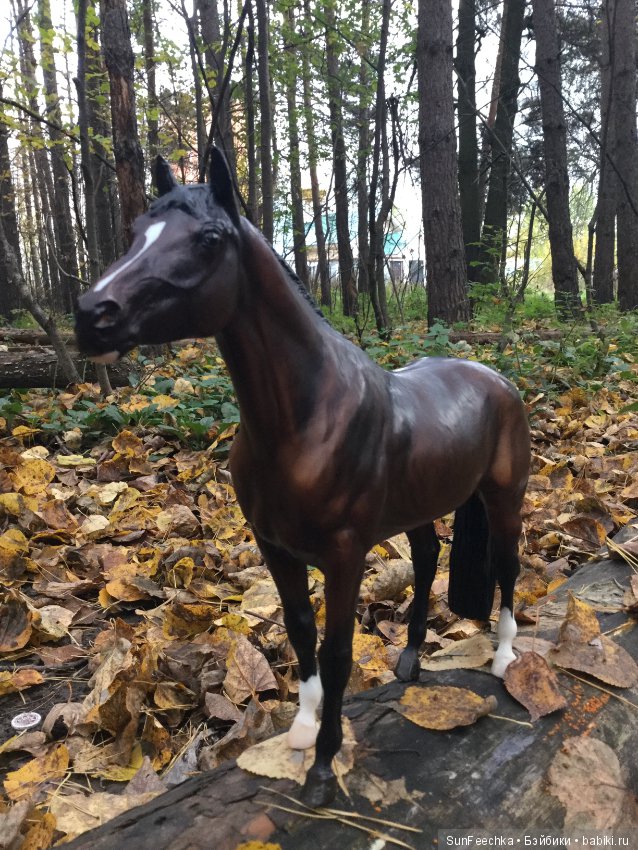 Конная прогулка в осеннем лесу и немного предыстории (фото 4)