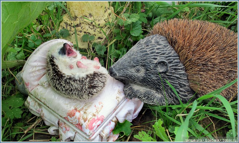 Приз за 1 место в фото-конкурсе