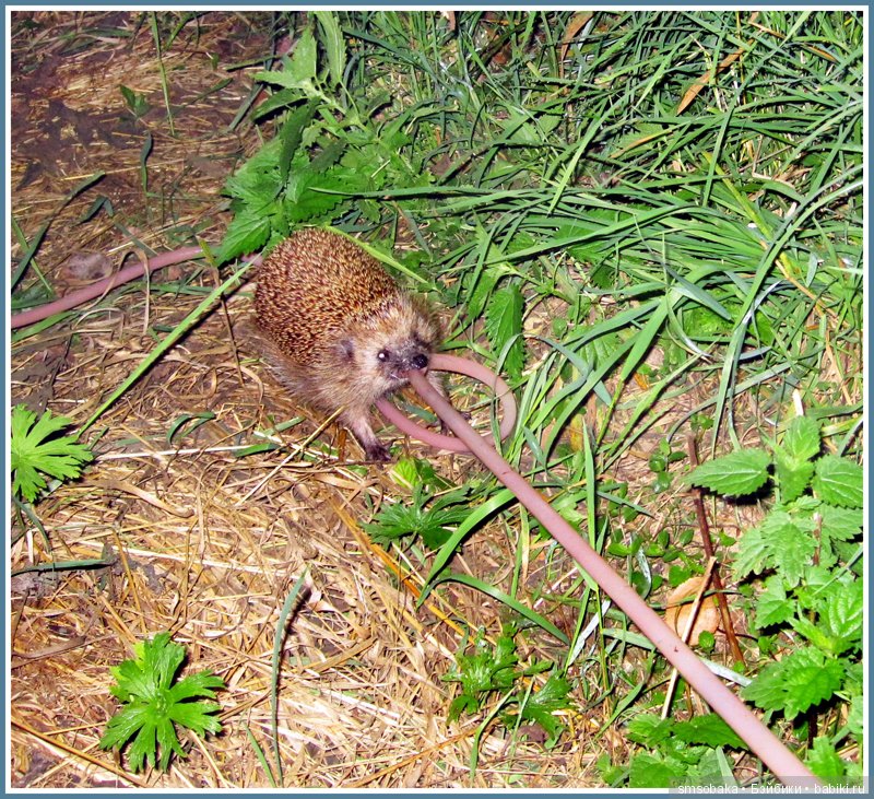 Приз за 1 место в фото-конкурсе