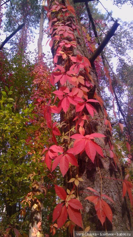 Ведьмин камень и Кики — Одежда и обувь для кукол BJD (БЖД): 1/3