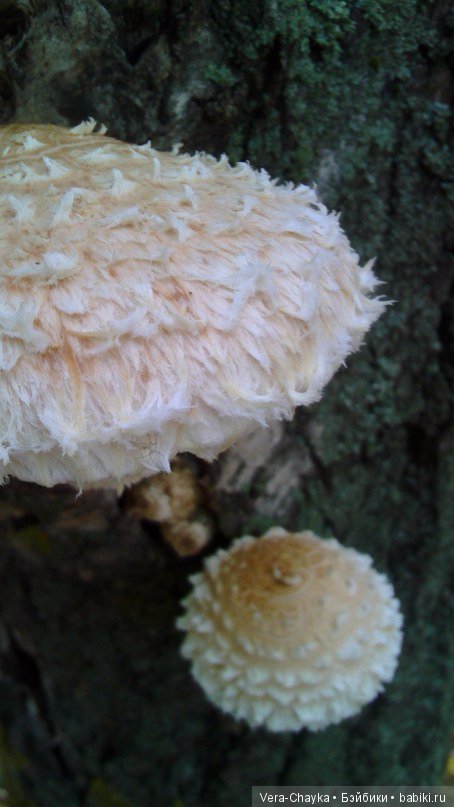 Ведьмин камень и Кики — Одежда и обувь для кукол BJD (БЖД): 1/3 (фото 9)