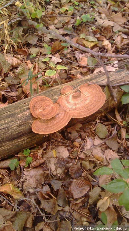 Ведьмин камень и Кики — Одежда и обувь для кукол BJD (БЖД): 1/3 (фото 10)