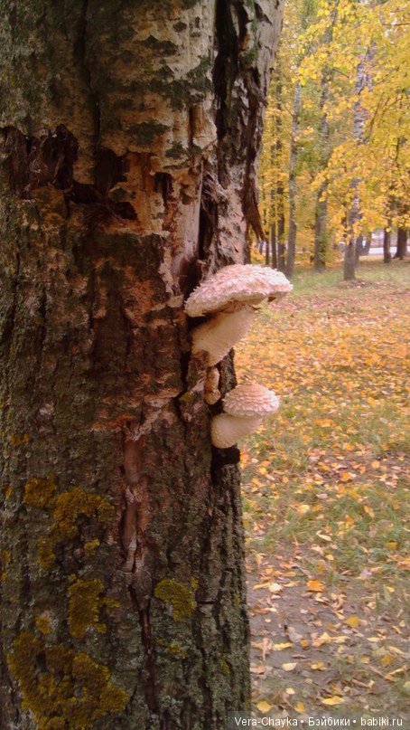 Ведьмин камень и Кики — Одежда и обувь для кукол BJD (БЖД): 1/3 (фото 8)