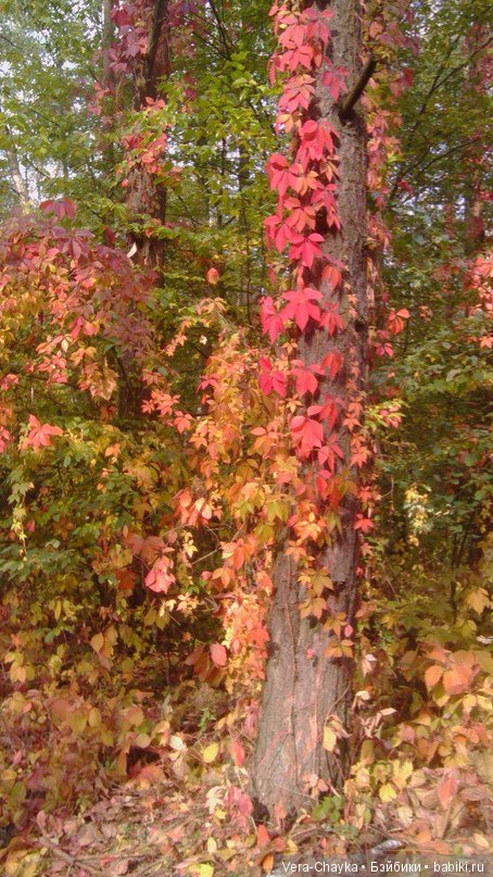 Ведьмин камень и Кики — Одежда и обувь для кукол BJD (БЖД): 1/3