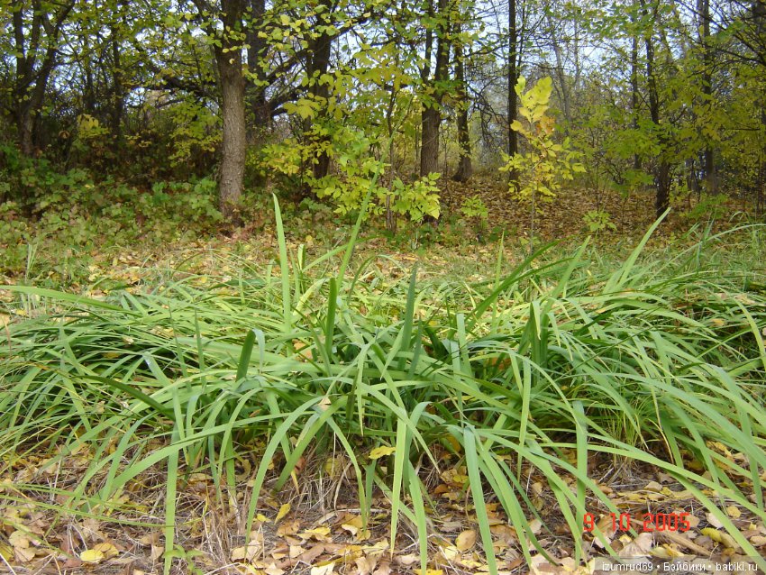 Родная природа. Волго-Ахтубинская пойма. Часть 1
