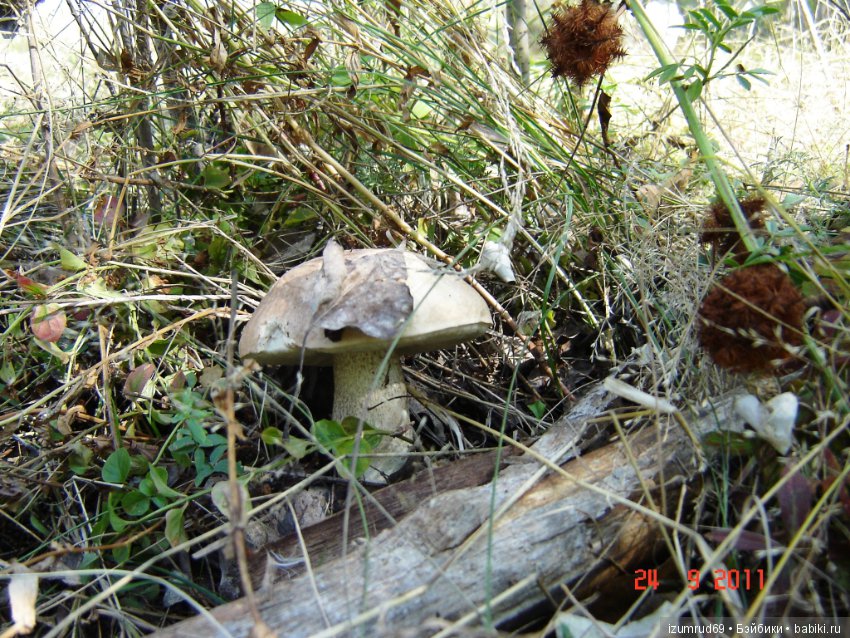 Родная природа. Волго-Ахтубинская пойма. Часть 2 (фото 3)