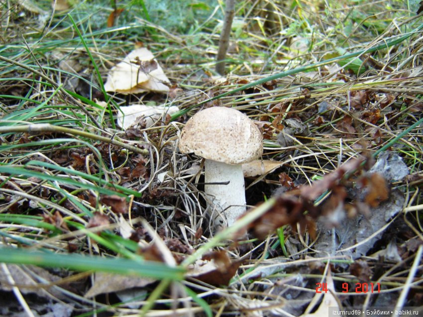 Родная природа. Волго-Ахтубинская пойма. Часть 2