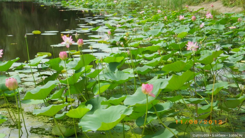 Родная природа. Волго-Ахтубинская пойма. Часть 2