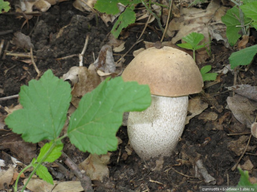 Родная природа. Волго-Ахтубинская пойма. Часть 2