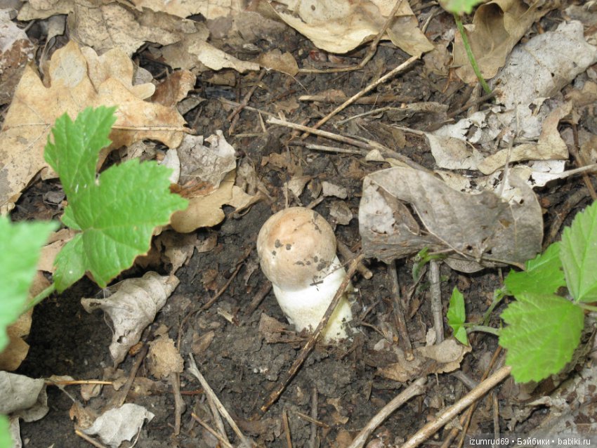 Родная природа. Волго-Ахтубинская пойма. Часть 2