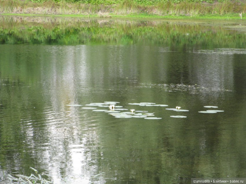 Родная природа. Волго-Ахтубинская пойма. Часть 2