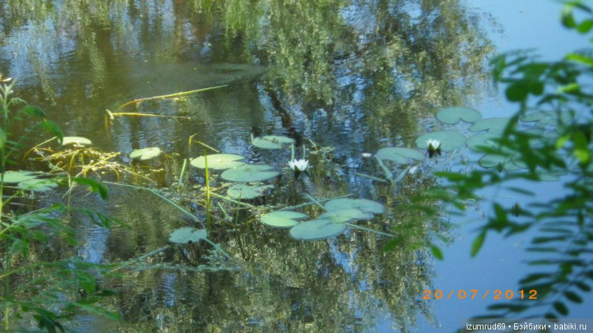 Родная природа. Волго-Ахтубинская пойма. Часть 2