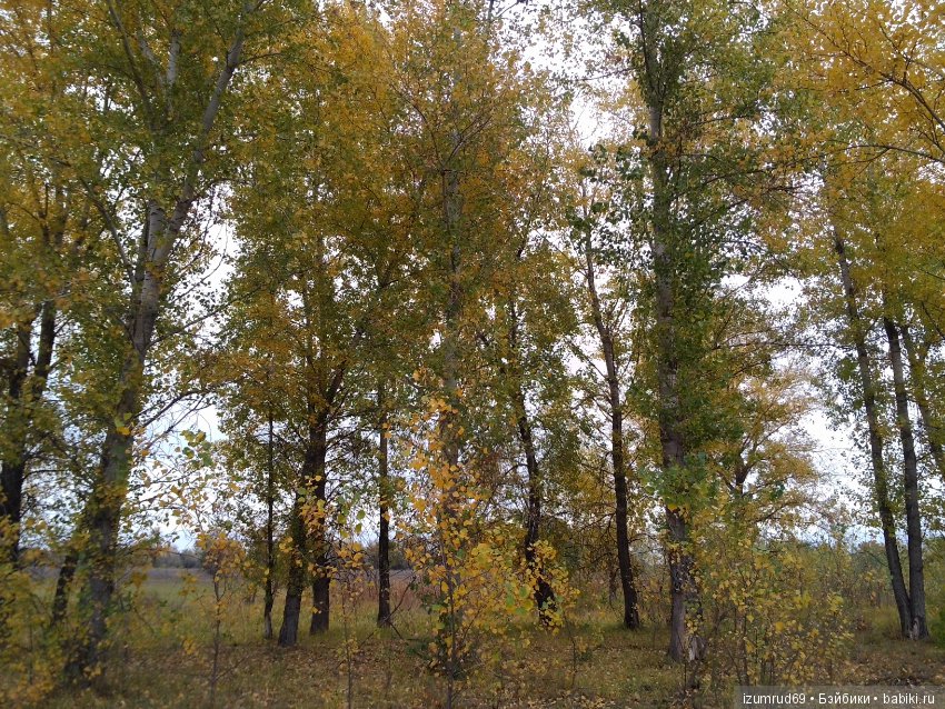 Родная природа. Волго-Ахтубинская пойма. Часть 2