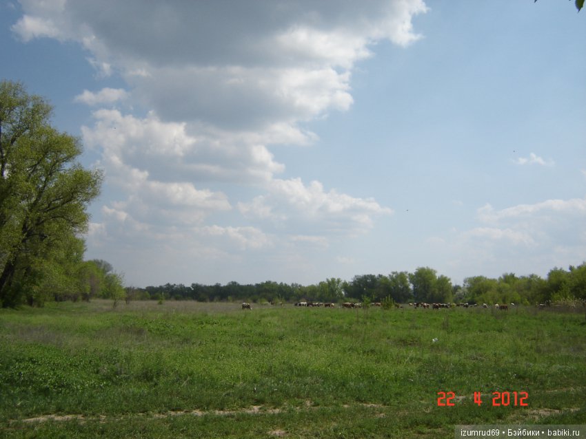 Родная природа. Волго-Ахтубинская пойма. Часть 2