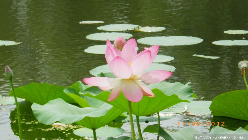 Родная природа. Волго-Ахтубинская пойма. Часть 2