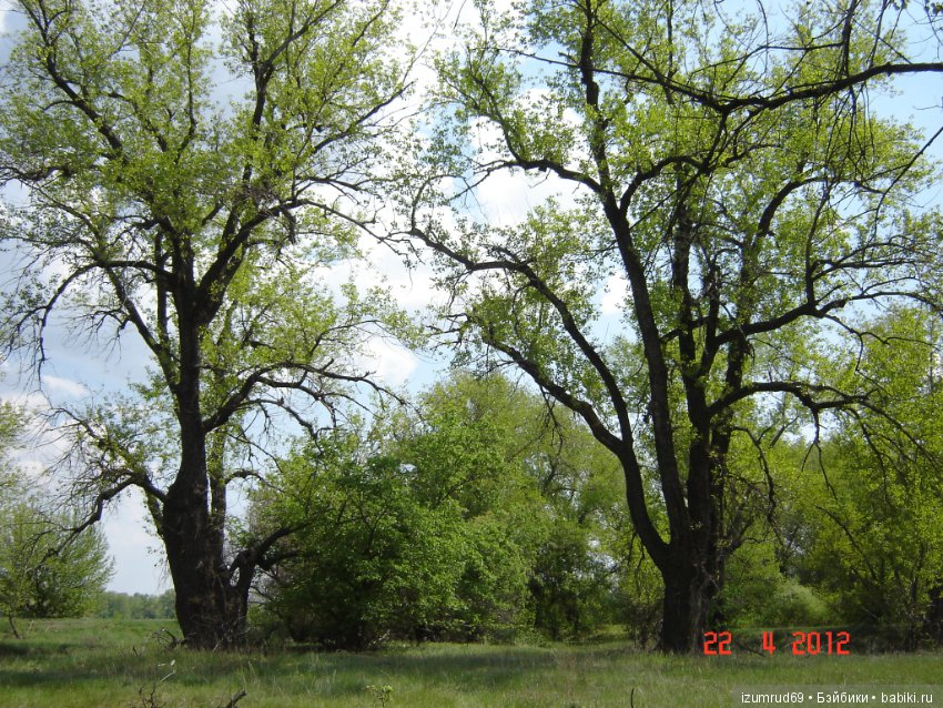 Родная природа. Волго-Ахтубинская пойма. Часть 2