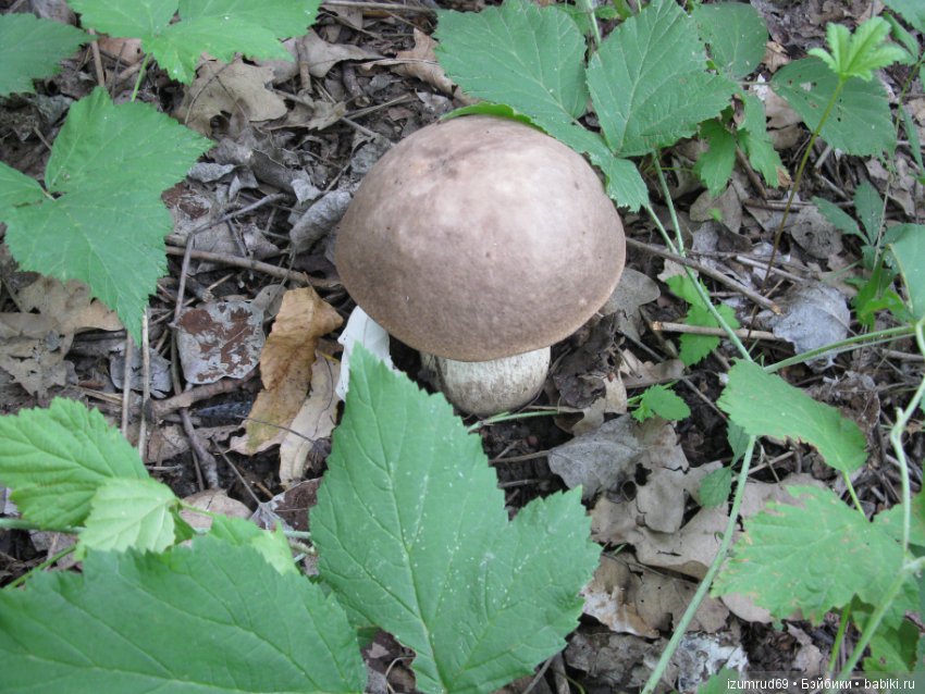 Родная природа. Волго-Ахтубинская пойма. Часть 2