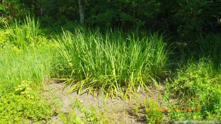 Родная природа. Волго-Ахтубинская пойма. Часть 2