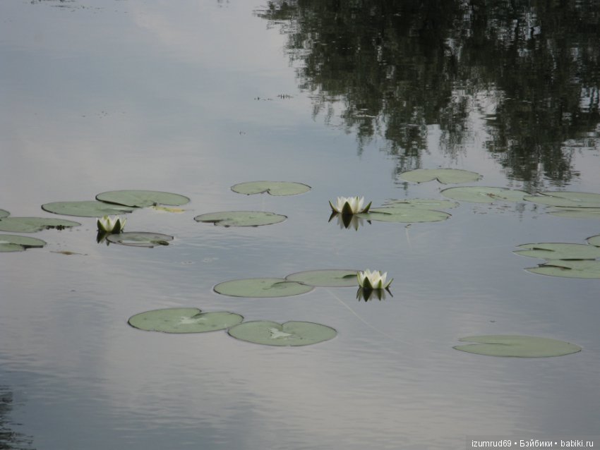 Родная природа. Волго-Ахтубинская пойма. Часть 2