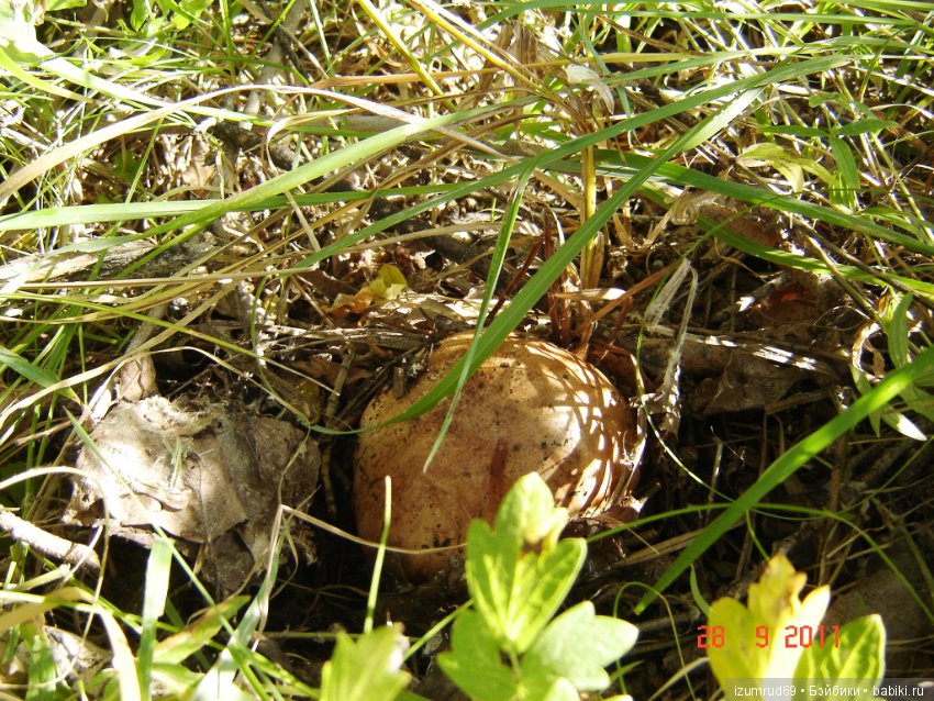 Родная природа. Волго-Ахтубинская пойма. Часть 2