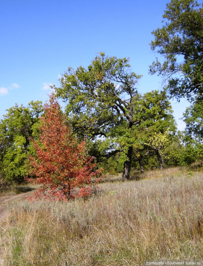 Родная природа. Волго-Ахтубинская пойма. Часть 2