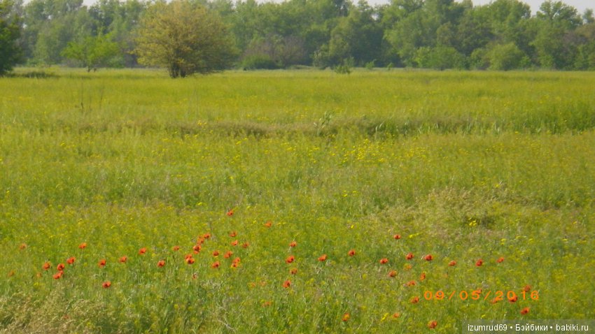 Родная природа. Волго-Ахтубинская пойма. Часть 3