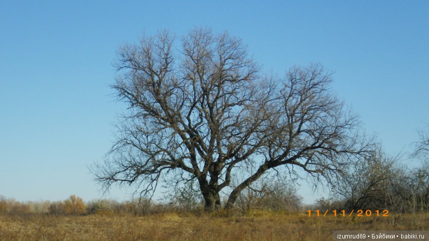 Родная природа. Волго-Ахтубинская пойма. Часть 3 (фото 8)