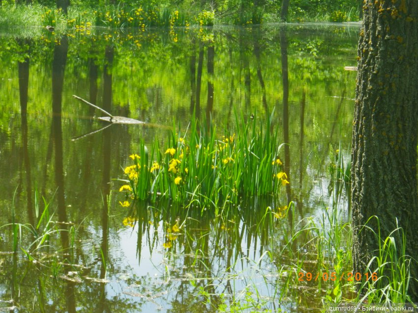 Родная природа. Волго-Ахтубинская пойма. Часть 3