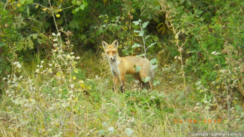 Родная природа. Волго-Ахтубинская пойма. Часть 3
