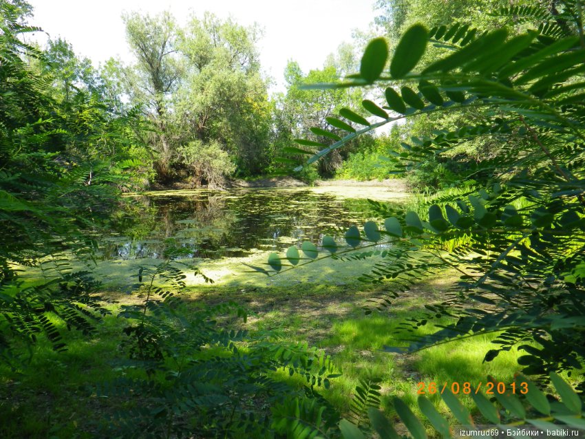 Родная природа. Волго-Ахтубинская пойма. Часть 3