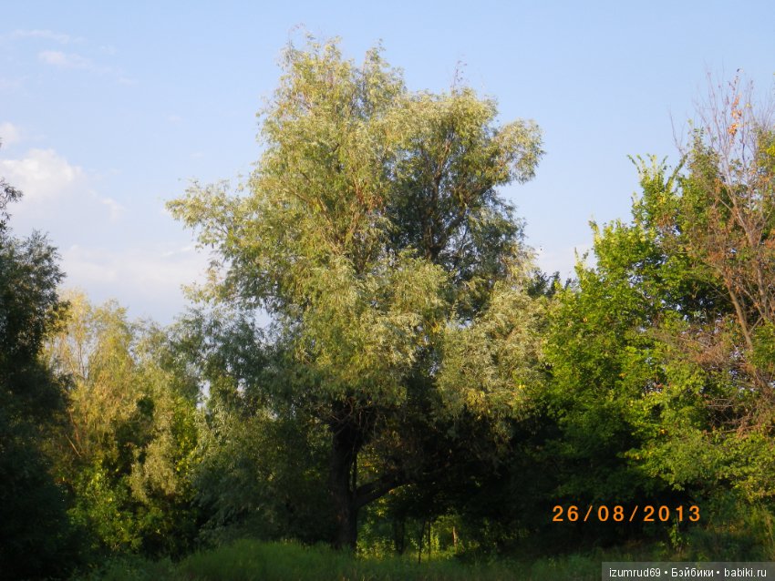 Родная природа. Волго-Ахтубинская пойма. Часть 3