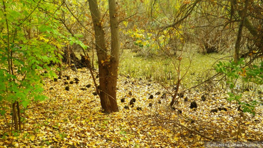 Родная природа. Волго-Ахтубинская пойма. Часть 4