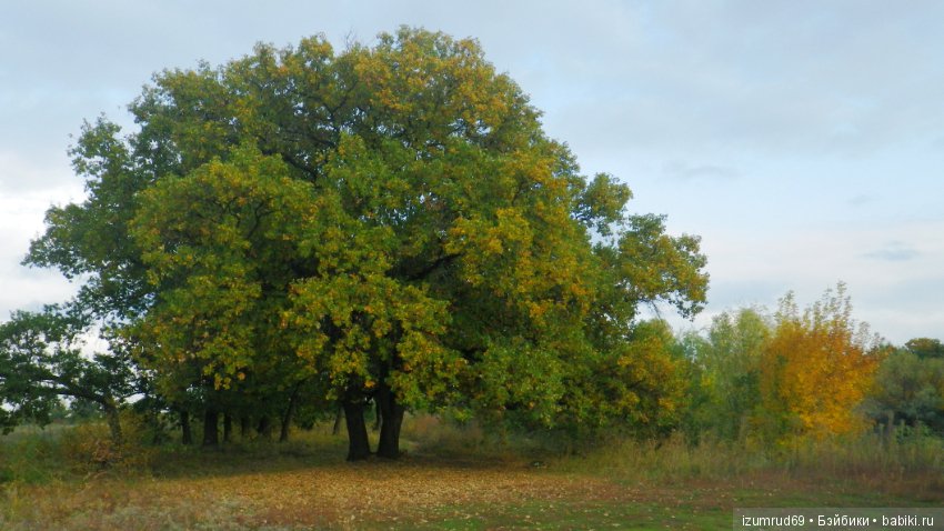Родная природа. Волго-Ахтубинская пойма. Часть 4