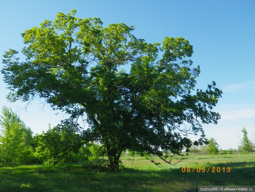 Родная природа. Волго-Ахтубинская пойма. Часть 4 (фото 2)