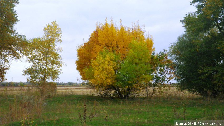 Родная природа. Волго-Ахтубинская пойма. Часть 4