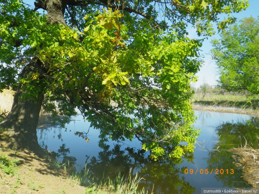 Родная природа. Волго-Ахтубинская пойма. Часть 4 (фото 8)