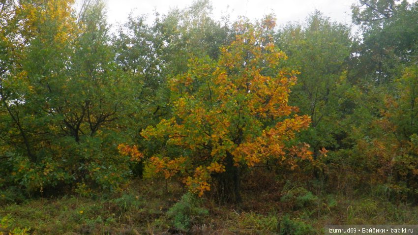 Родная природа. Волго-Ахтубинская пойма. Часть 4