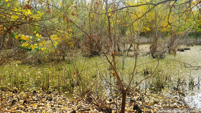 Родная природа. Волго-Ахтубинская пойма. Часть 4