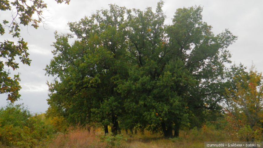 Родная природа. Волго-Ахтубинская пойма. Часть 4