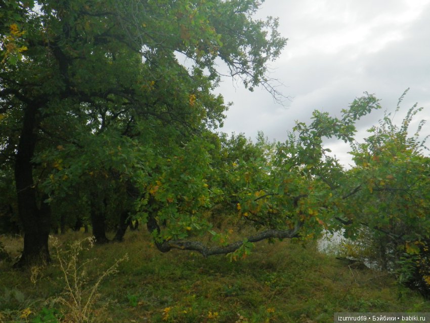 Родная природа. Волго-Ахтубинская пойма. Часть 4