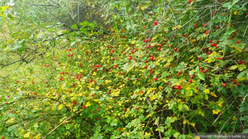 Родная природа. Волго-Ахтубинская пойма. Часть 4